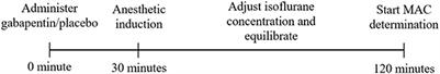 Effect of oral administration of gabapentin on the minimum alveolar concentration of isoflurane in cats